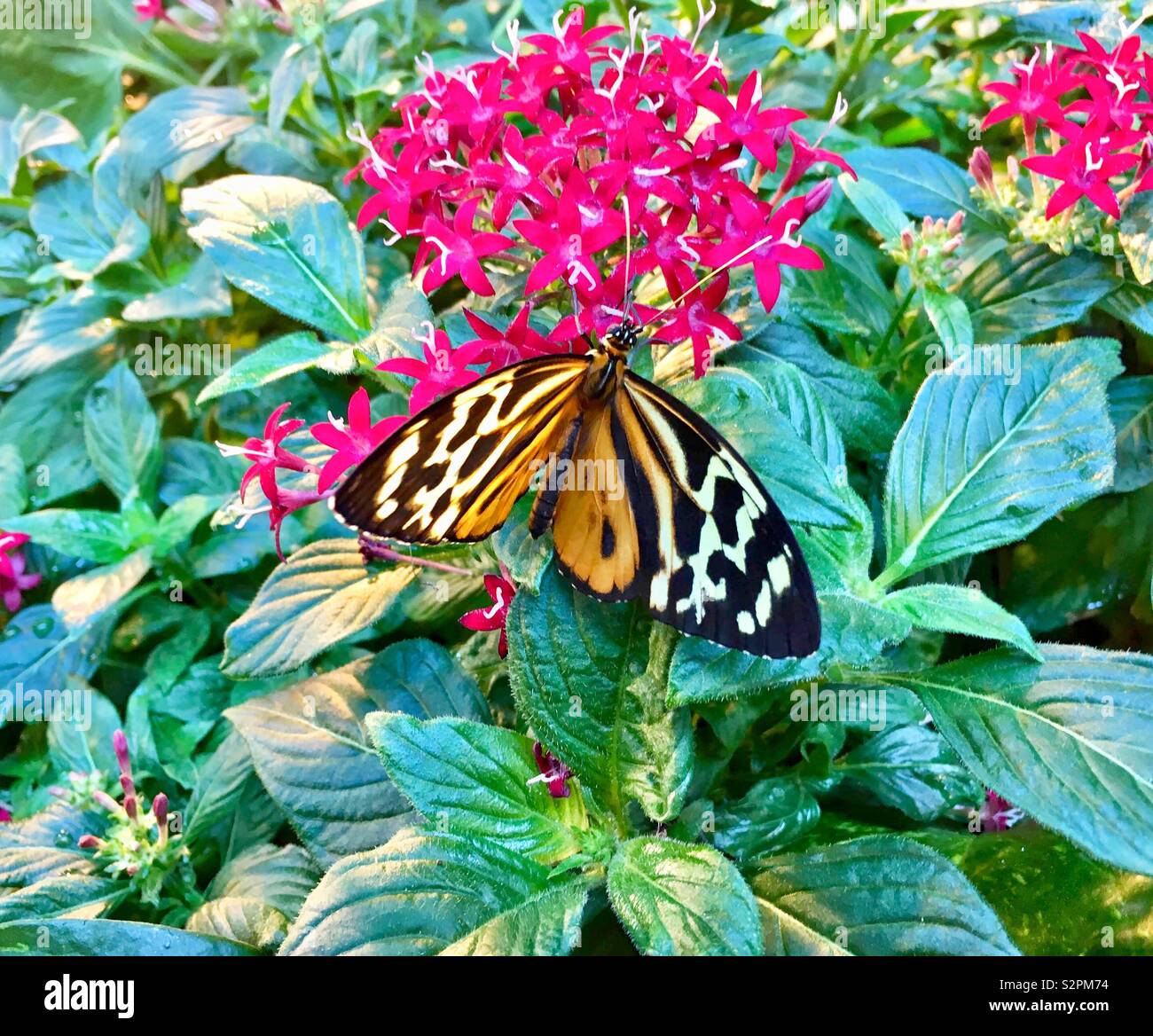 Orange black and white butterfly perched on red star flowers surrounded by green leaves Stock Photo