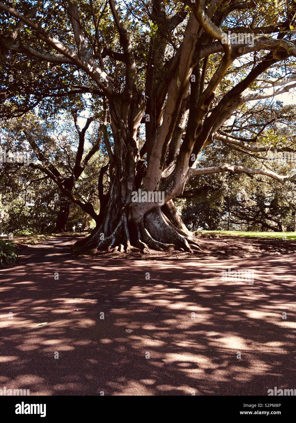 Massive solitary tree Stock Photo