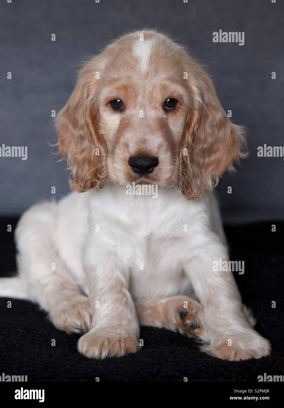 Orange Roan Cocker Spaniel High Resolution Stock Photography And Images Alamy