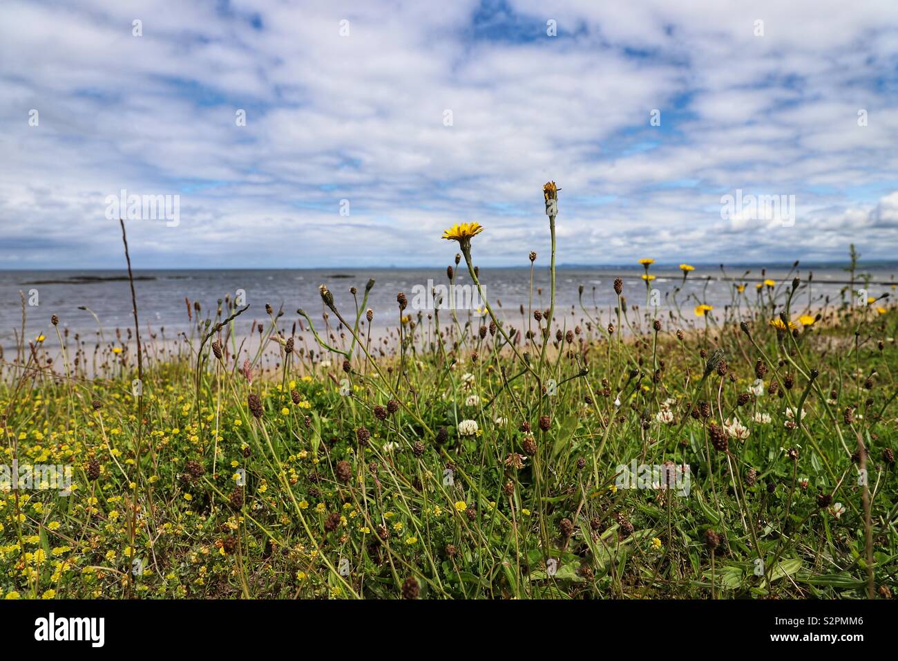 Dandelions on coastline Stock Photo