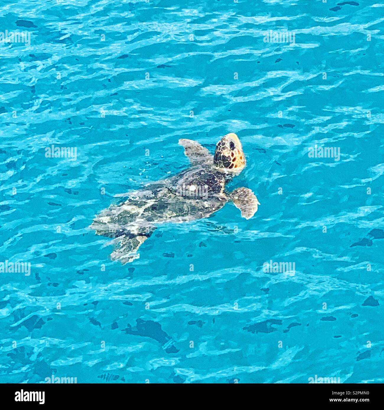 Turtle swimming in sea Stock Photo