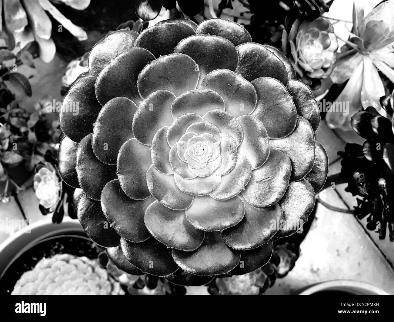 House leek succulent sempervivum in black and white Stock Photo