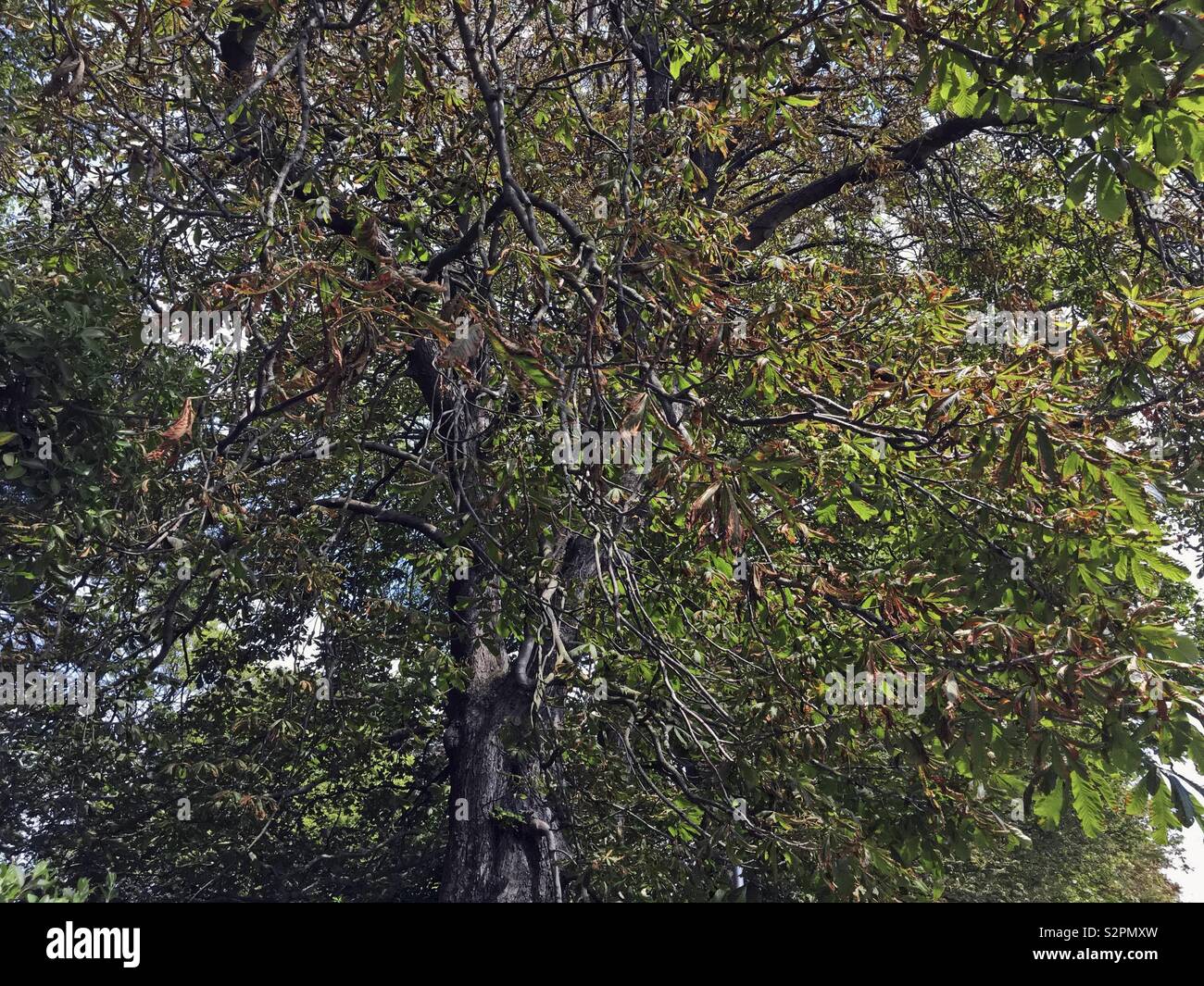 The leaves of a horse chestnut (Aesculus hippocastanum) tree scorched by wind borne salt in Weston-super-Mare, UK - Smartphone Captured Stock Image