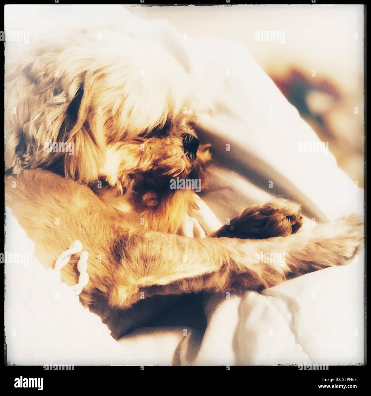 Shitz tzu sleeping, shitz tzu, white dog in bed, sleeping dog lie Stock Photo