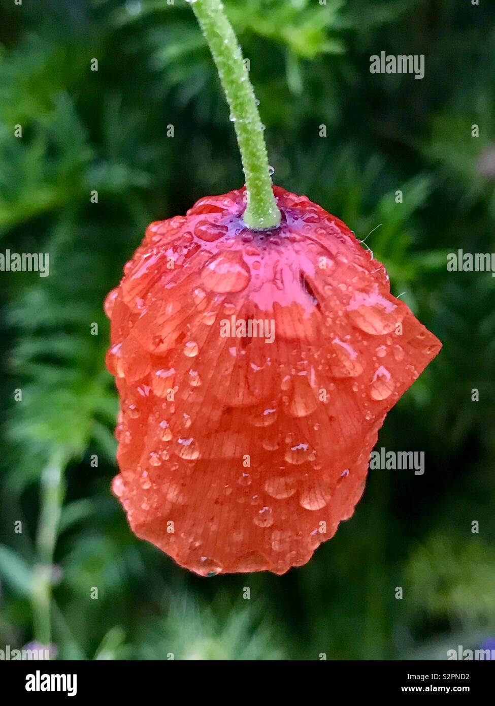 Rain drenched field Poppy Stock Photo