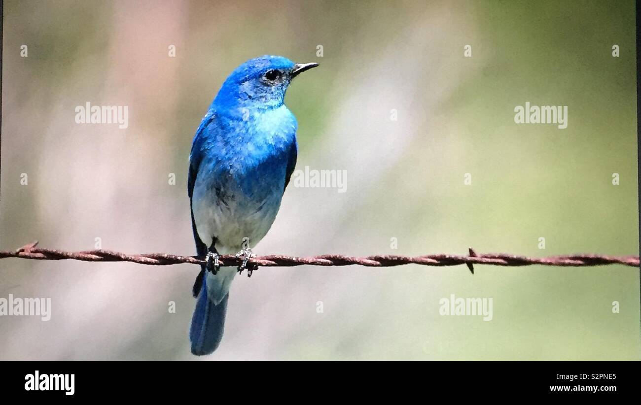 Mountain bluebird, Sialia currucoides . Blue bird, Bluebird Stock Photo