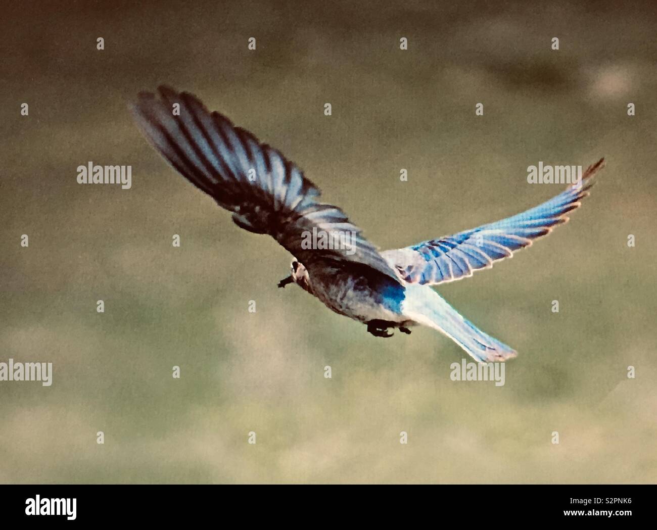 Mountain Bluebird, Sialia currucoides . Blue bird, Bluebird Stock Photo