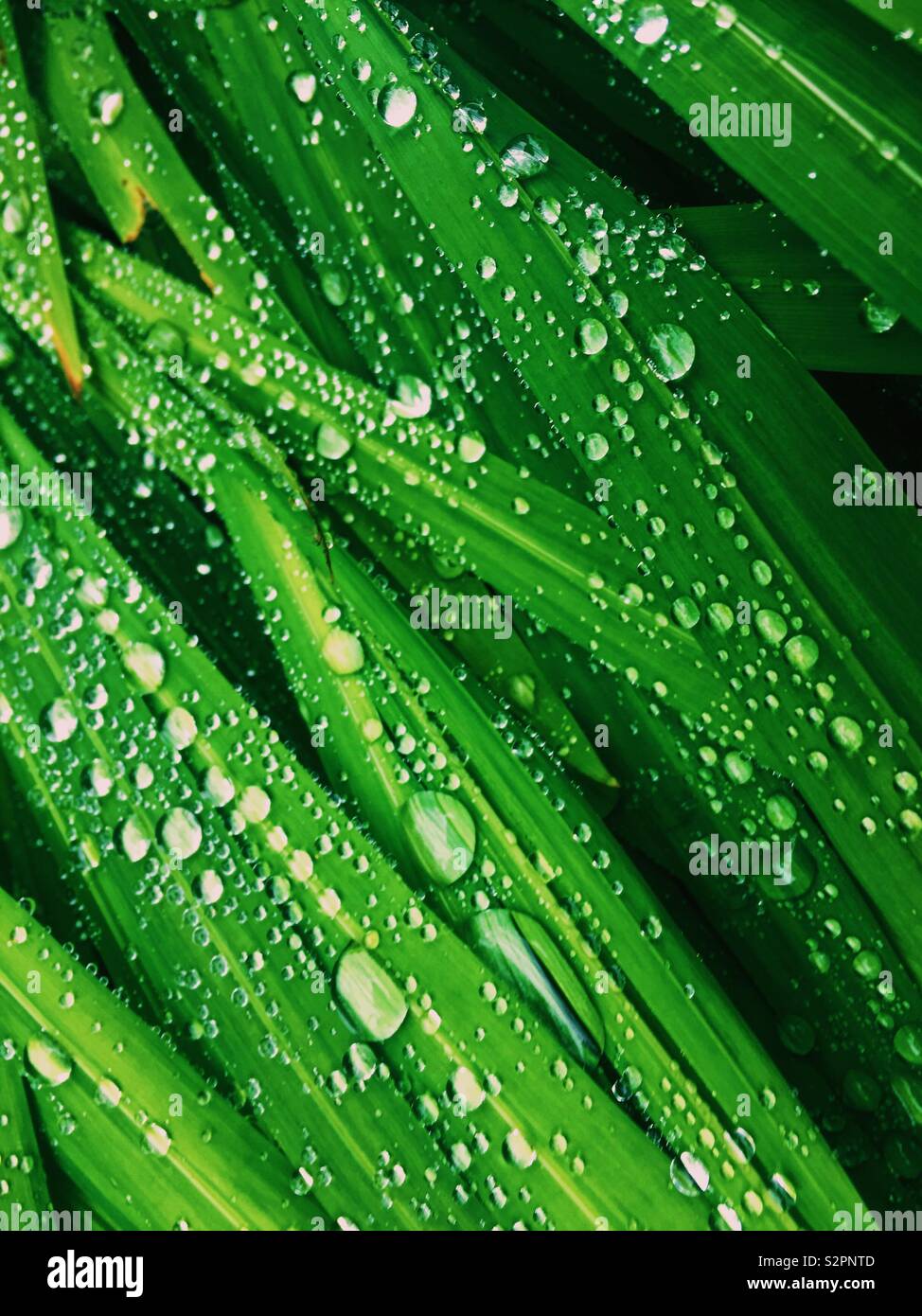 Lush green plant leaves with water rain drops on them. Close up - Smartphone Captured Stock Image