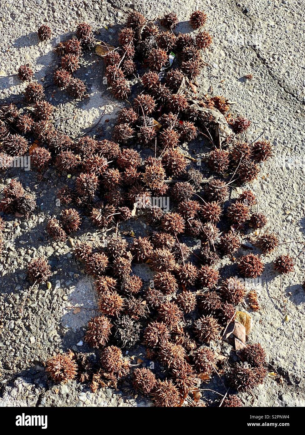 The dry nut of Japanese Maple Tree Stock Photo Alamy