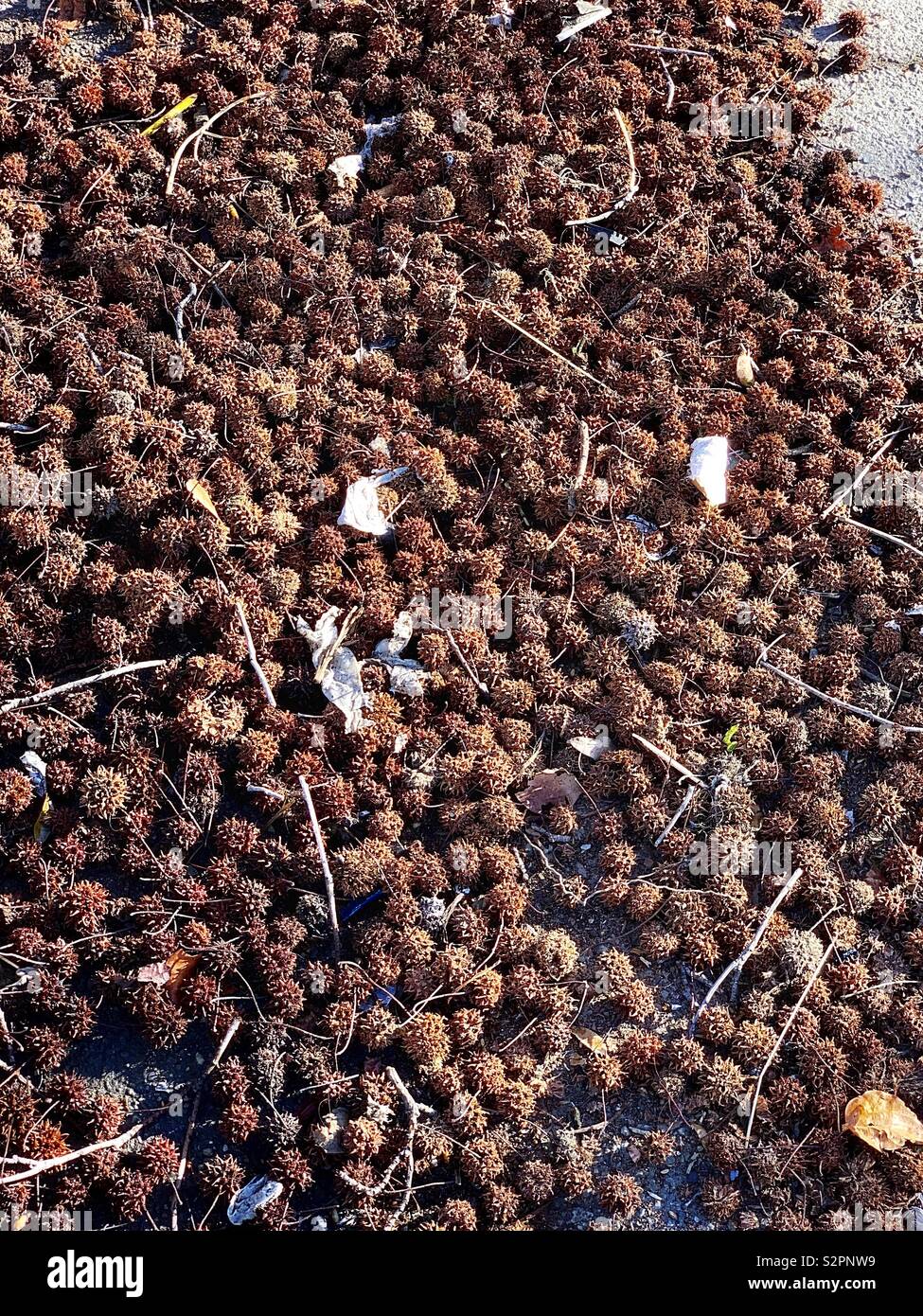 The dry nut of Japanese Maple Tree Stock Photo Alamy