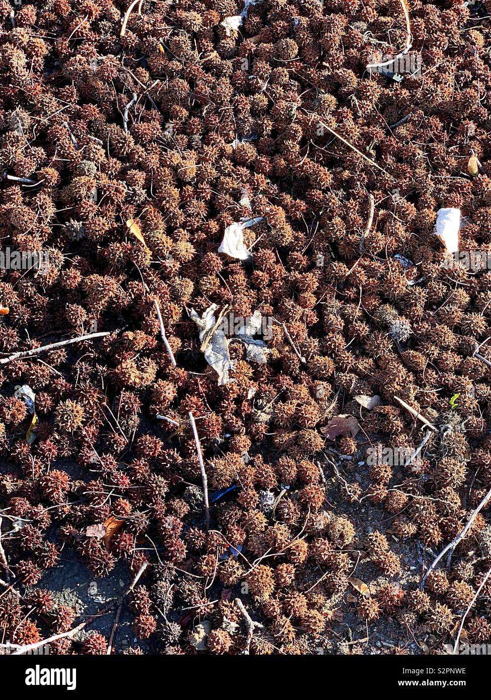 The dry nut of Japanese Maple Tree Stock Photo Alamy