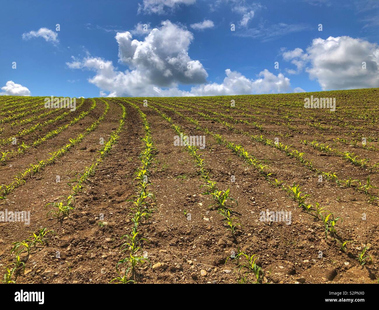 Field of young maize plants under a blue sky, Somerset, England Stock Photo