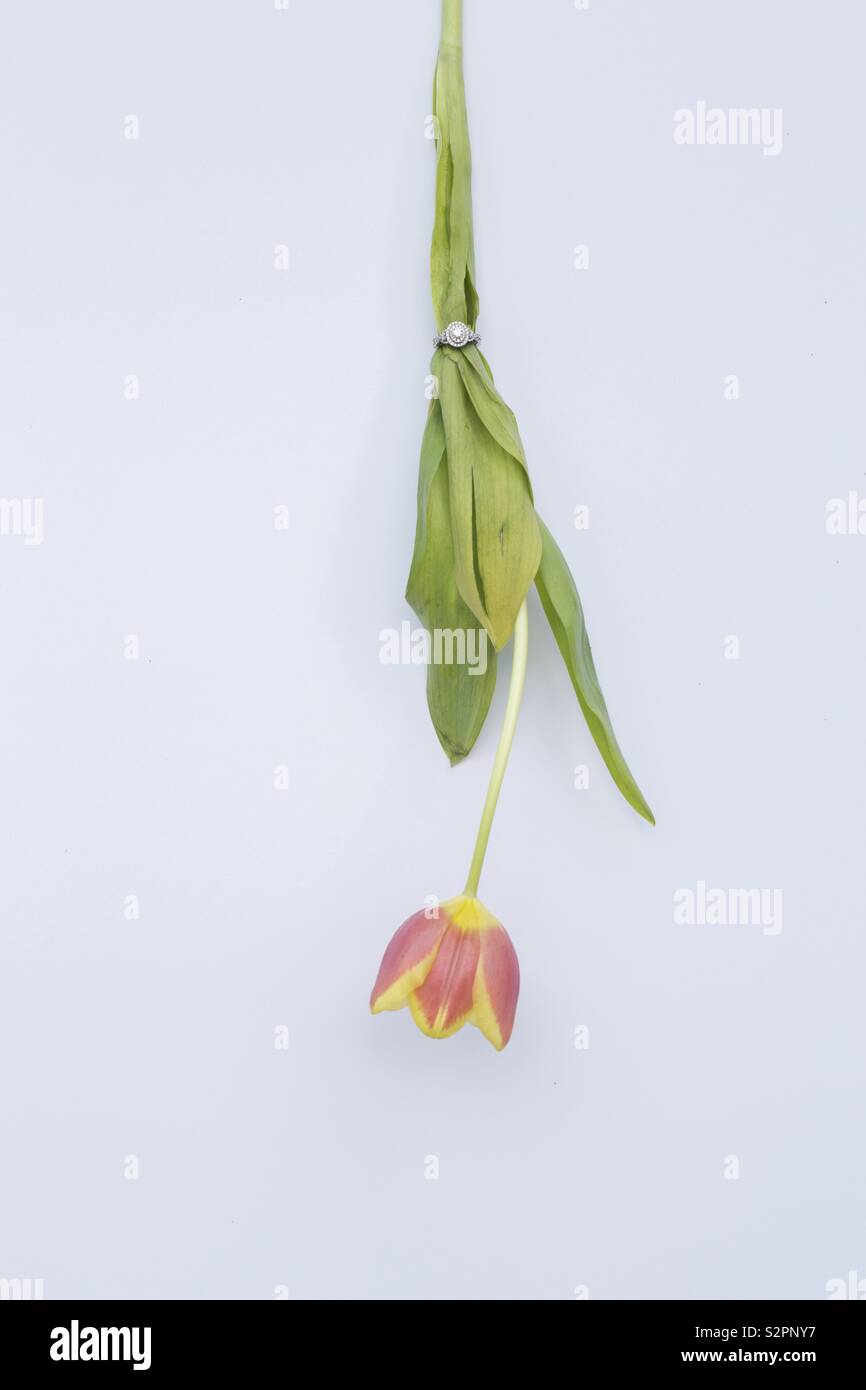 Minimal tulip flower with ring Stock Photo