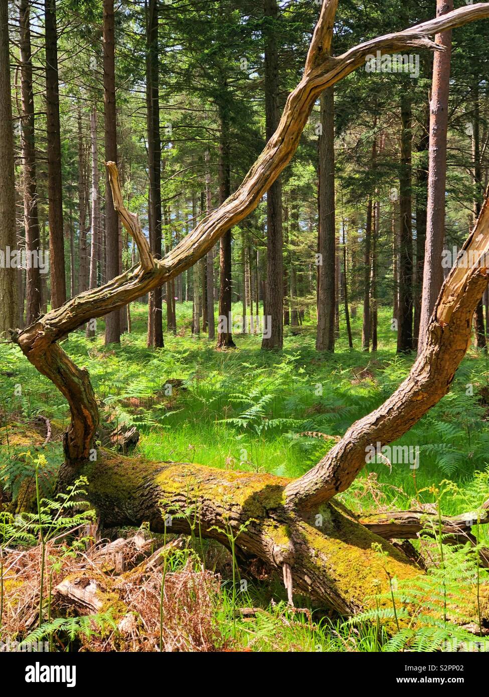 Pine trees in Hawkhill New Forest National Park Stock Photo