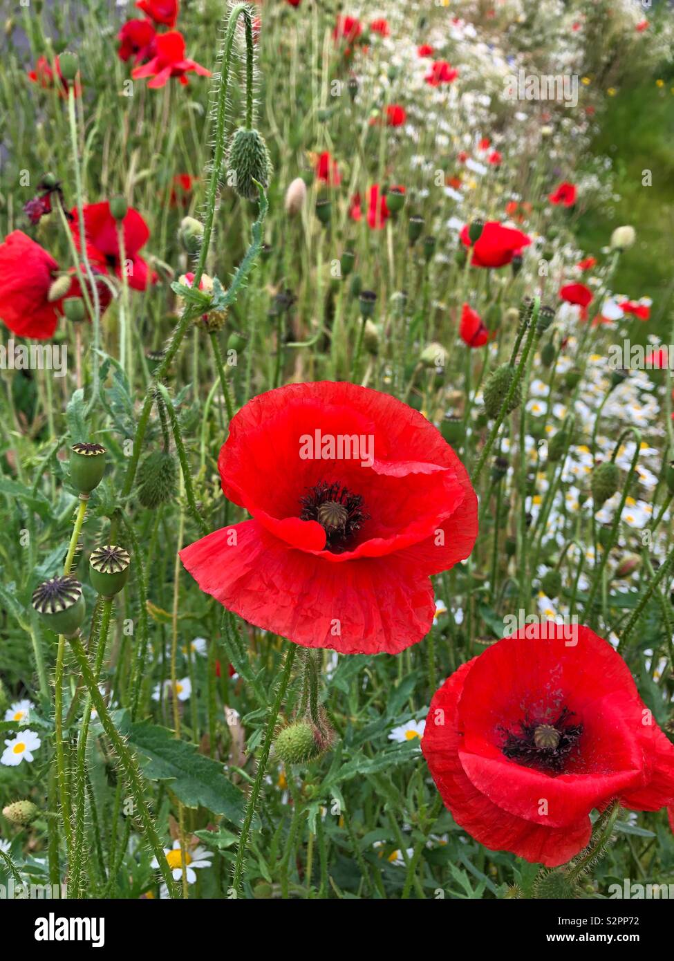 Field poppies (Papaver rhoeas) and daisies growing in South Wales, mid June. - Smartphone Captured Stock Image