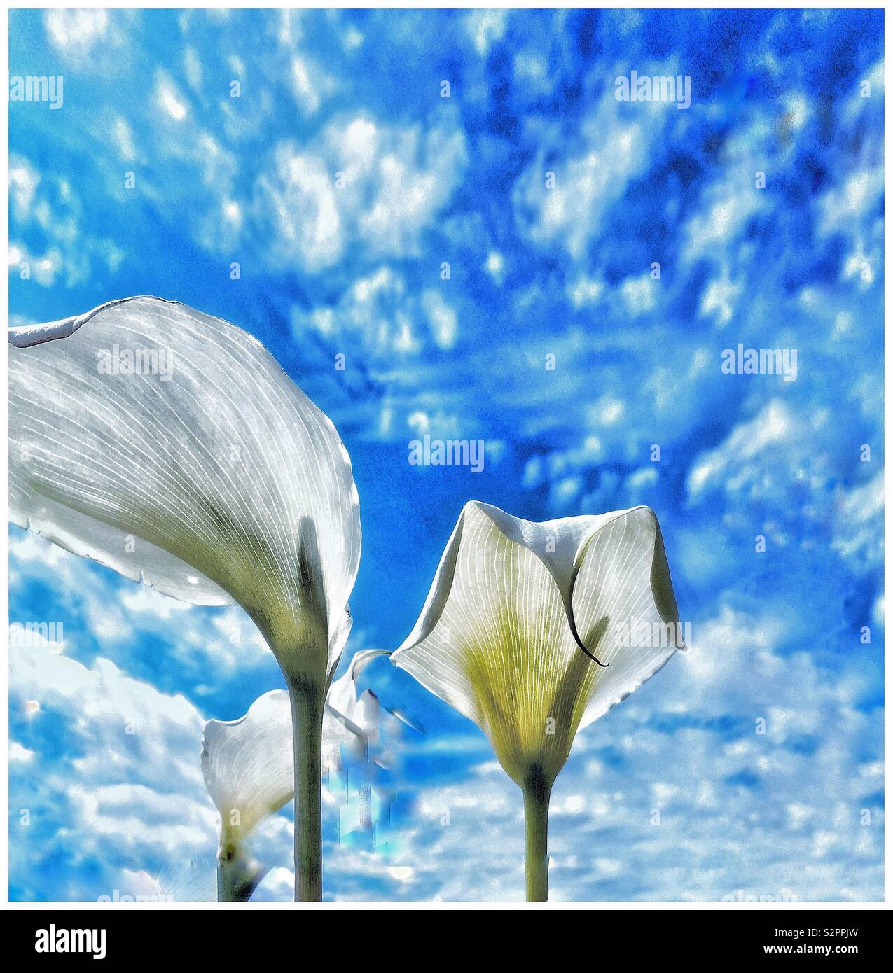White Lily, blue sky. - Smartphone Captured Stock Image
