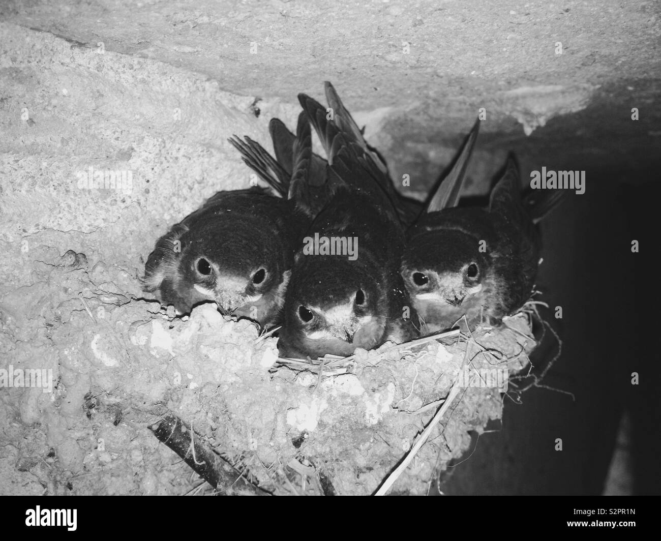 Barn Swallows (Hirundo rustica) Chicks at nest - Smartphone Captured Stock Image