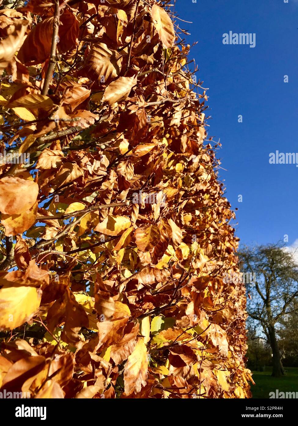 Copper beech trees hires stock photography and images Alamy