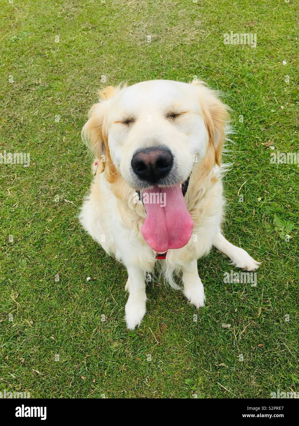 Happy dog eyes shut tight Stock Photo Alamy