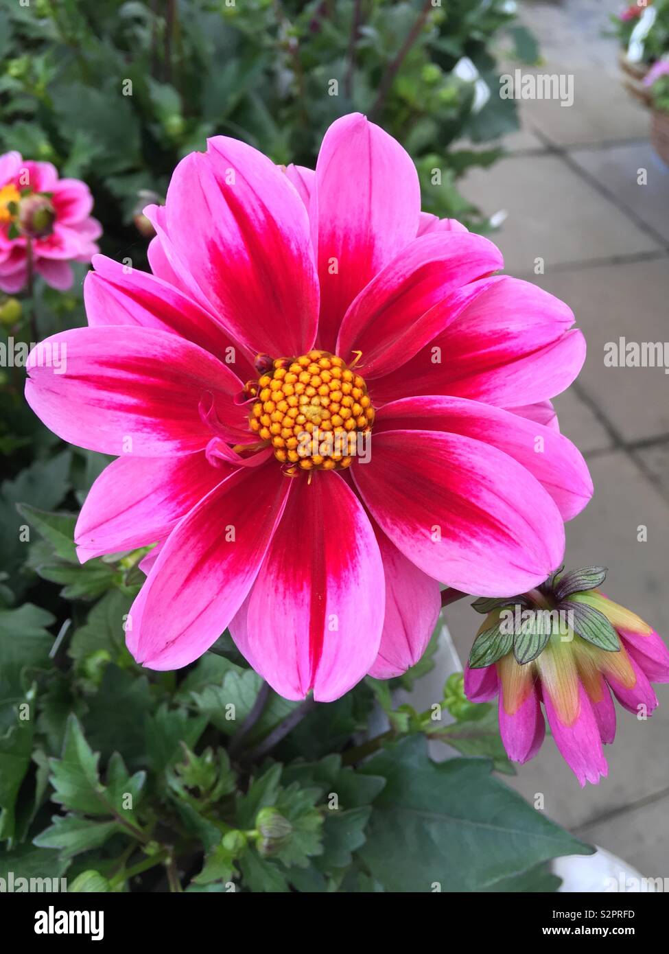 Pink flower with green leaves hi-res stock photography and images - Alamy