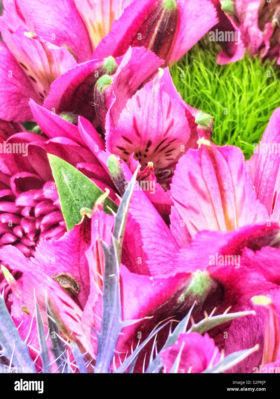 Full frame of fresh Queen flower, Alstroemeria in pink. - Smartphone Captured Stock Image