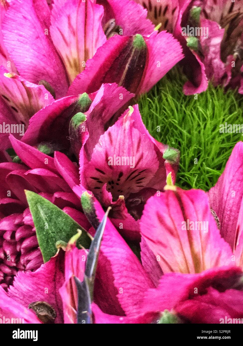 Fresh pink Alstroemeria, Peruvian lily, lily of the Incas. - Smartphone Captured Stock Image