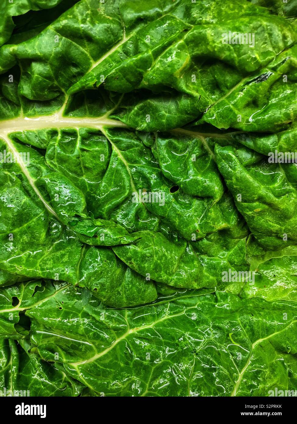 Full frame closeup of fresh delicious green chard. - Smartphone Captured Stock Image