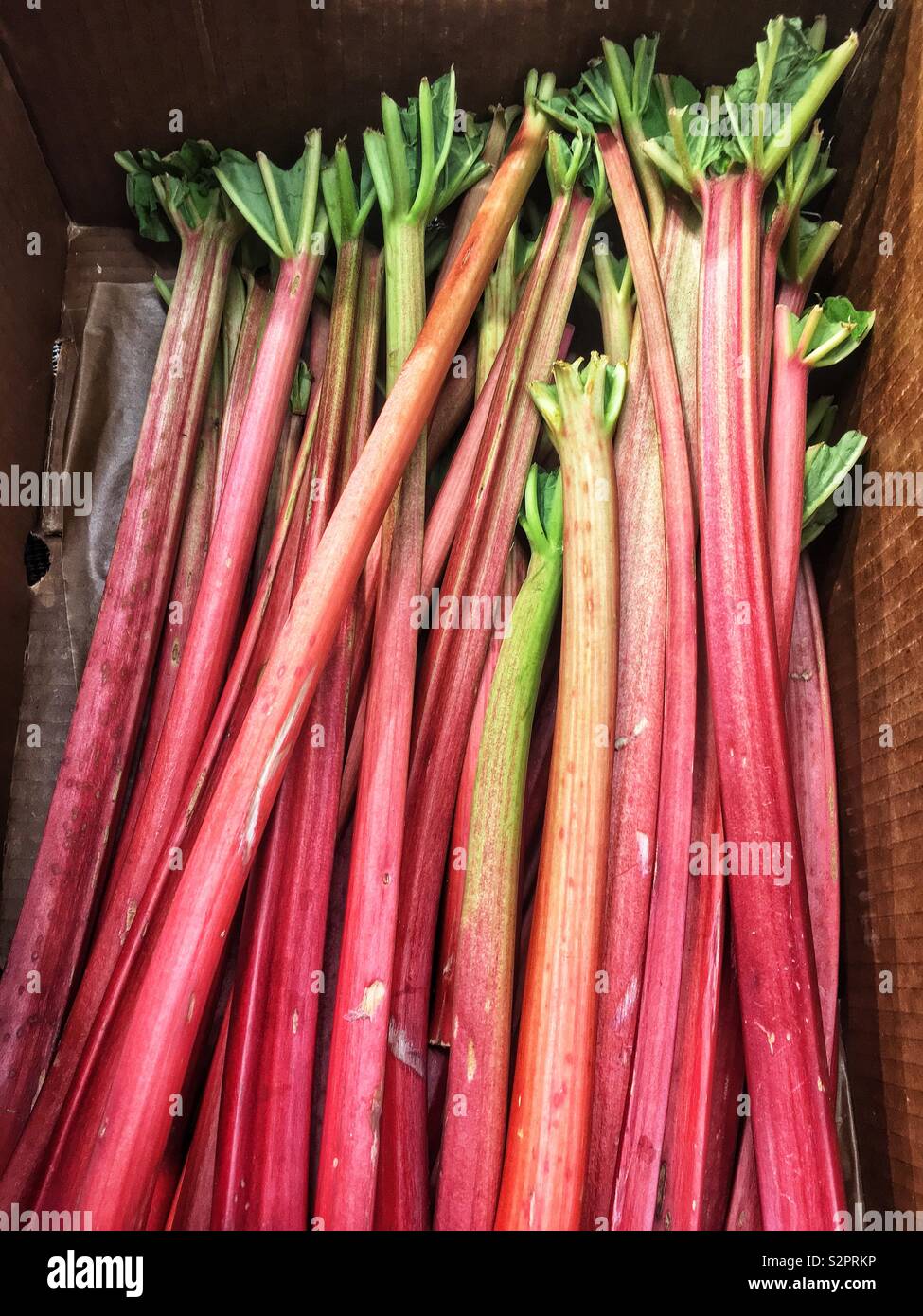 Cardboard box full of red rhubarb stalks. - Smartphone Captured Stock Image