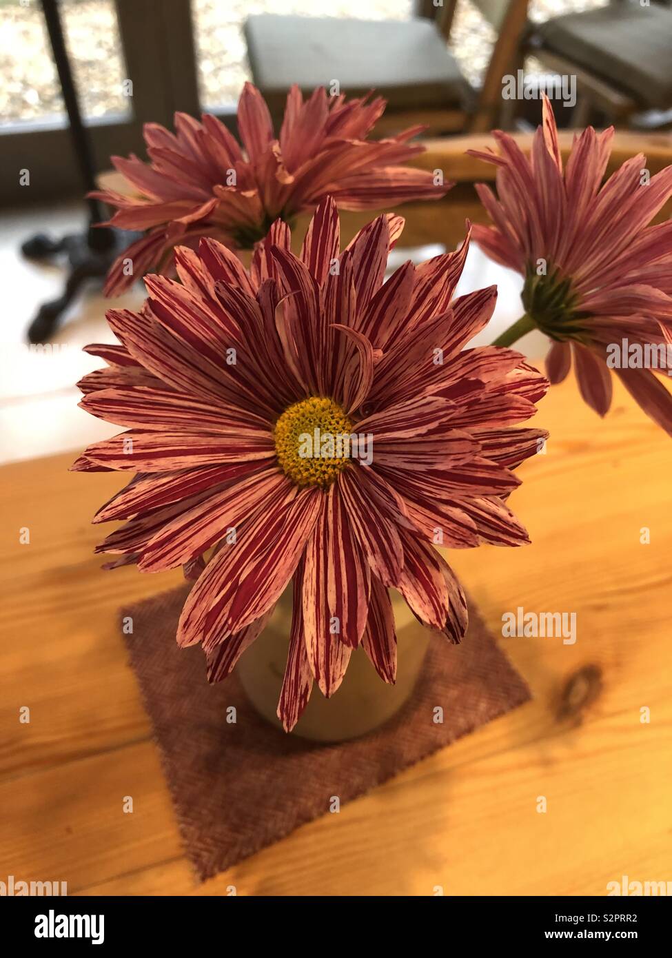 Daisy in vase Stock Photo