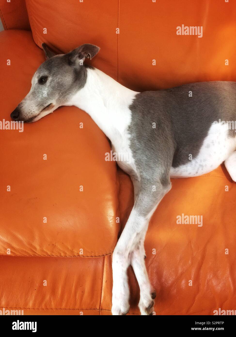 Whippet resting on orange coach/sofa - Smartphone Captured Stock Image
