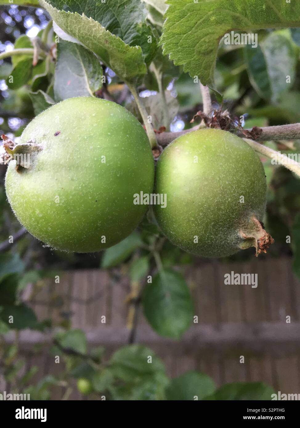 Pair of apples growing - Smartphone Captured Stock Image