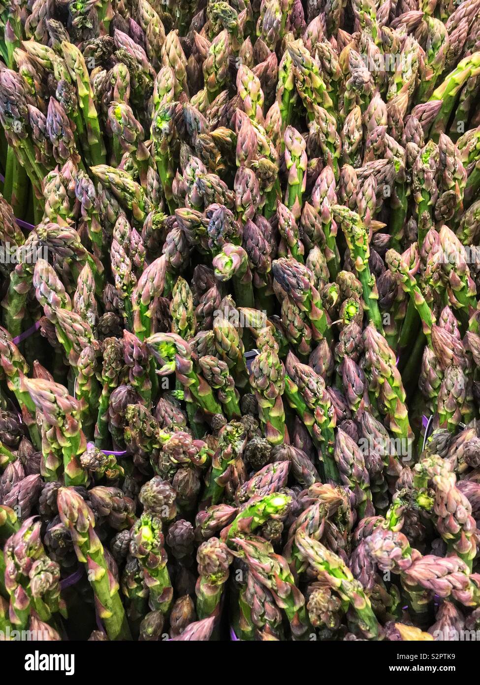 Forest of fresh asparagus tops. Stock Photo