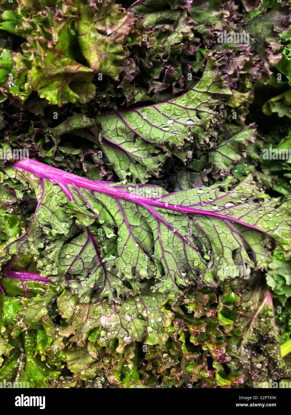 Fresh delicious raw ripe red kale. - Smartphone Captured Stock Image