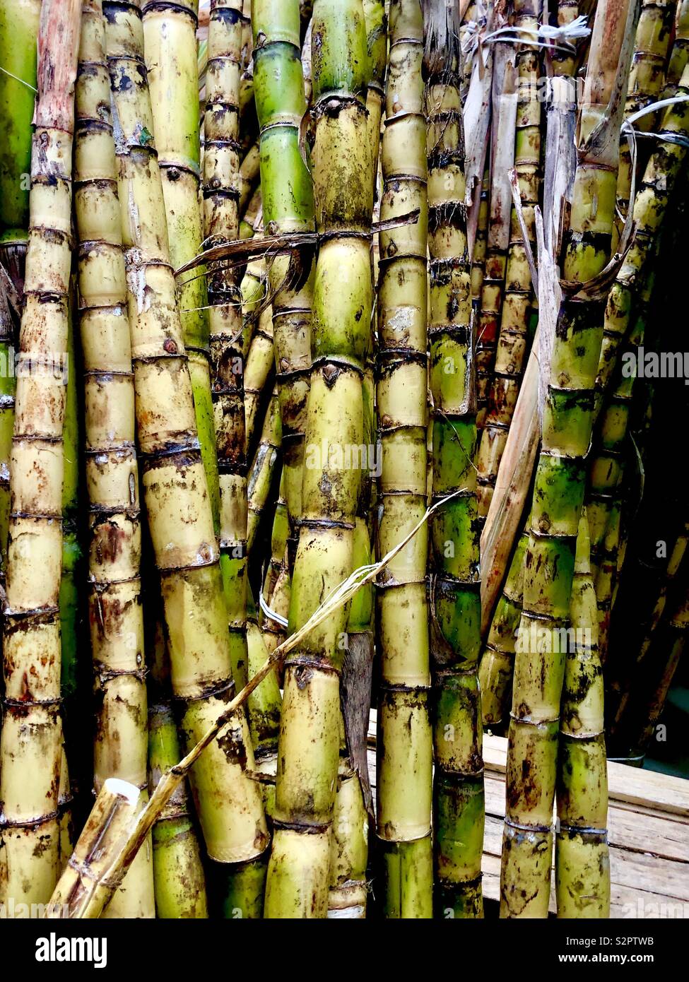Sugarcane stalks hi-res stock photography and images - Alamy