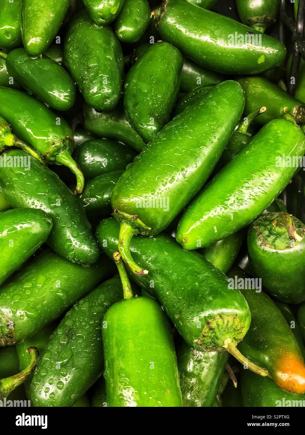 Full frame of many fresh green ripe poblano peppers. Stock Photo