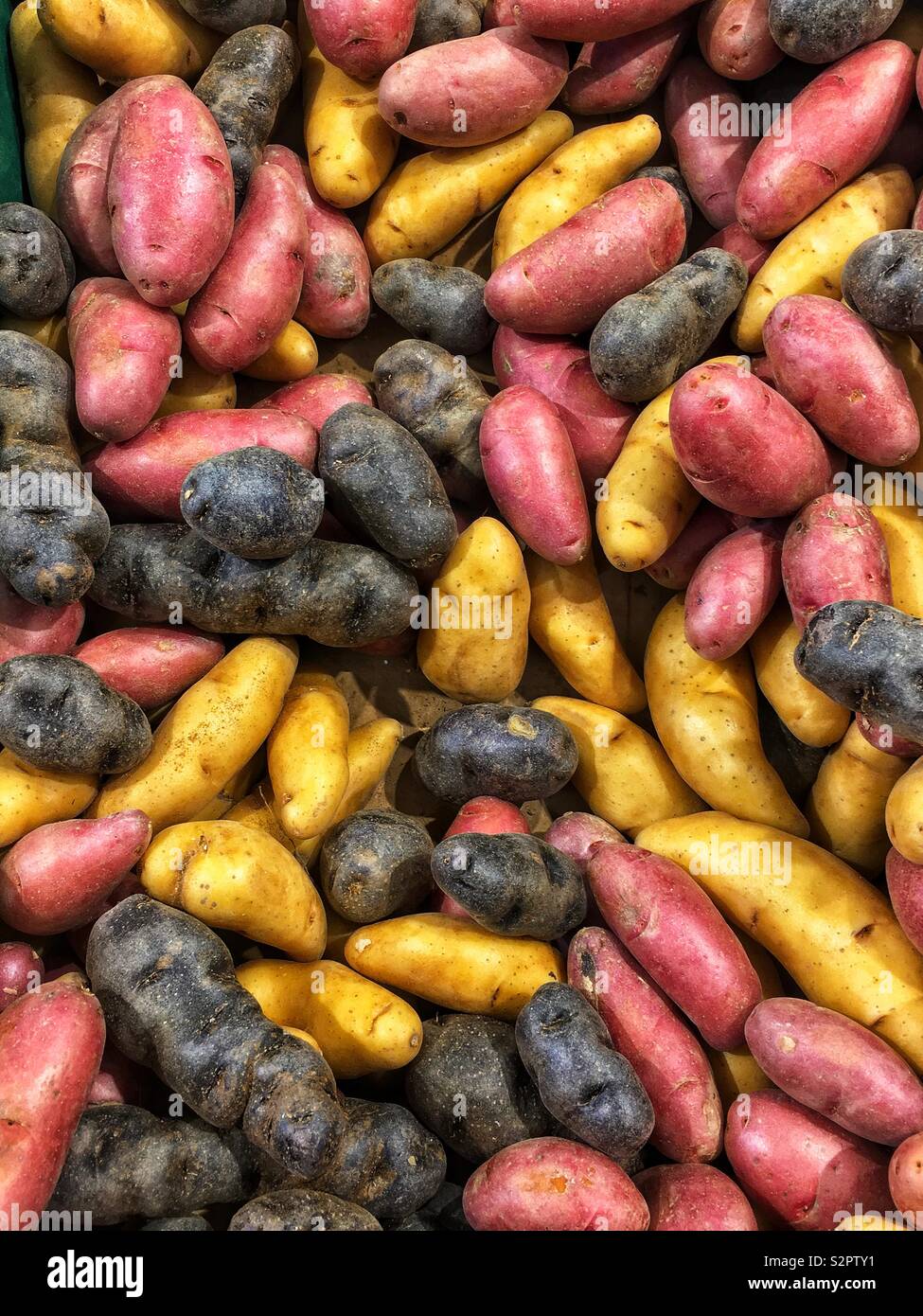 Full frame of many fresh ripe raw fingering potatoes in purple, gold, and red. - Smartphone Captured Stock Image