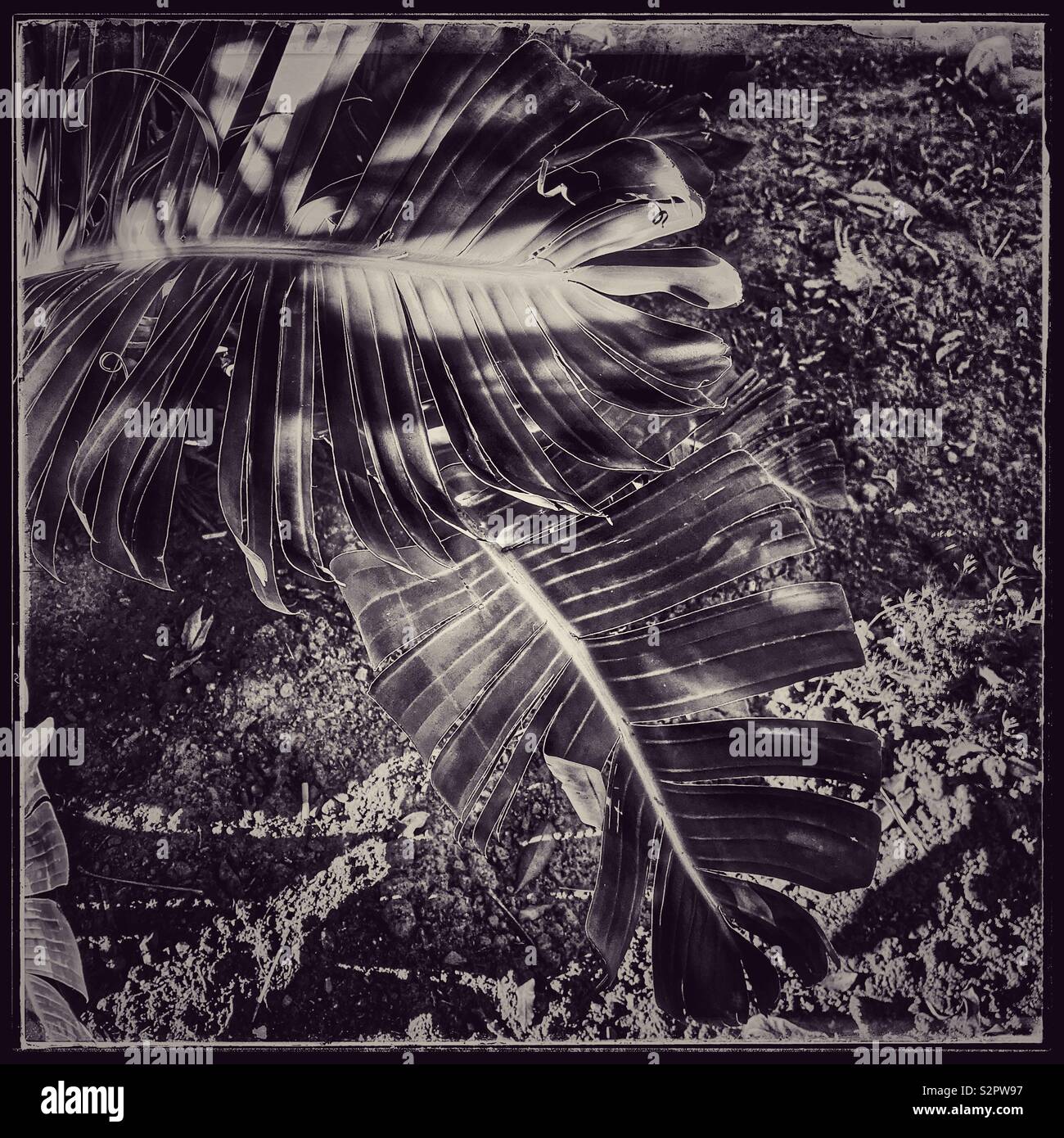 Leaf pattern, black and white photo. - Smartphone Captured Stock Image