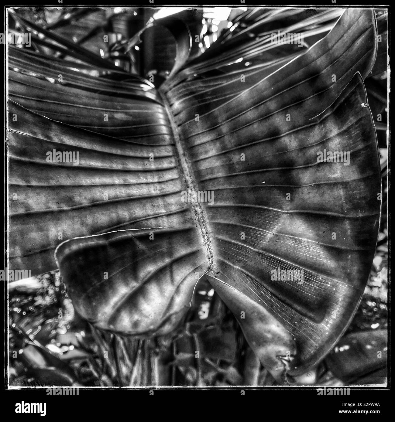 Big leaf, black and white photo. - Smartphone Captured Stock Image