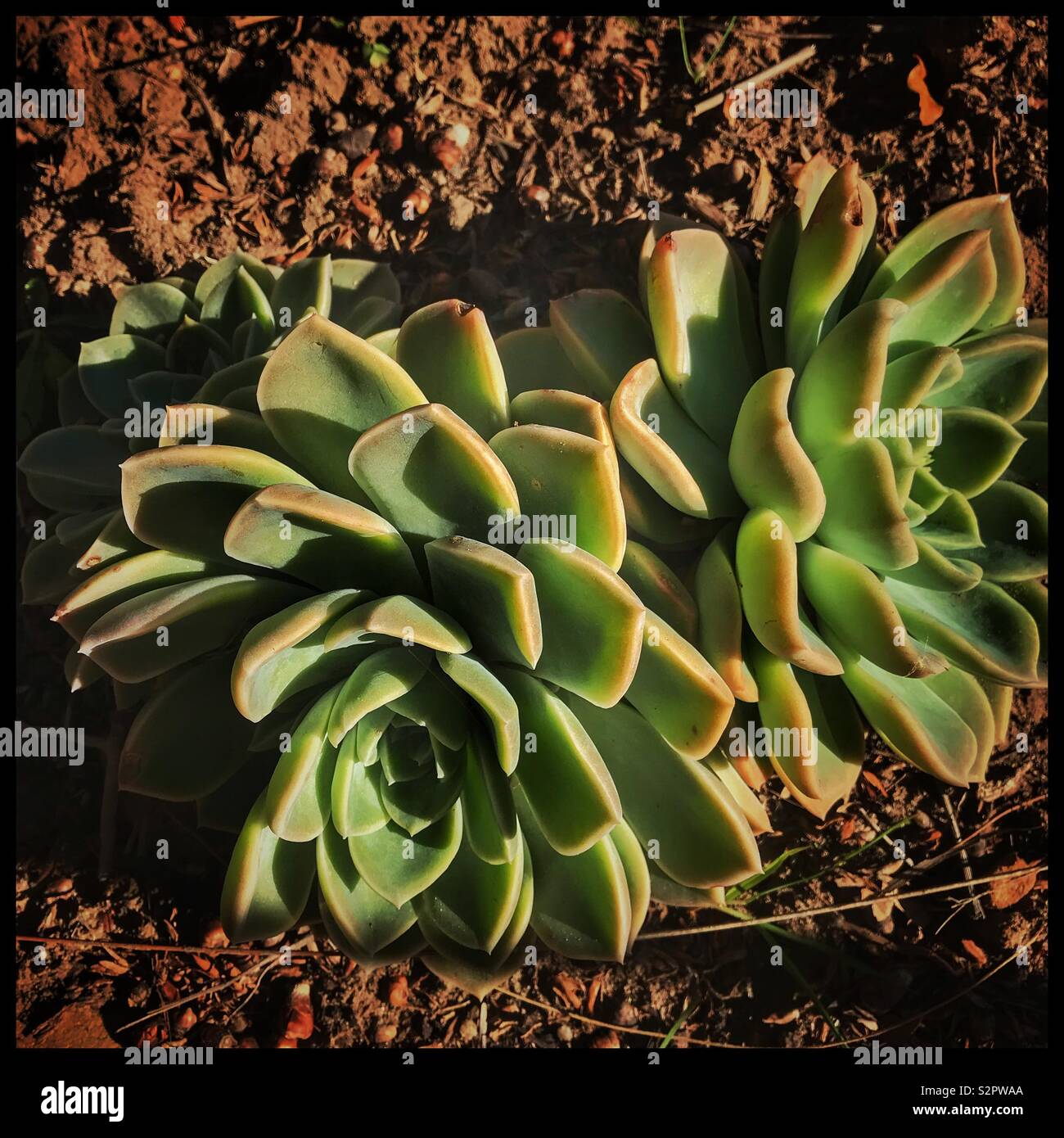 Rose shaped succulent. Stock Photo