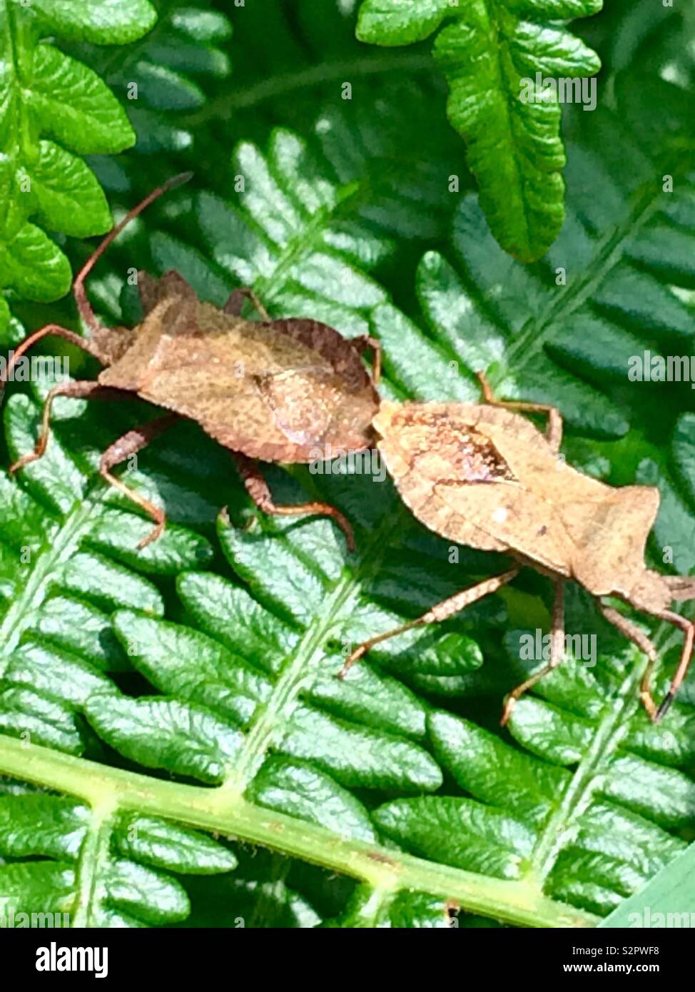 Shield bugs mating on a fern Stock Photo