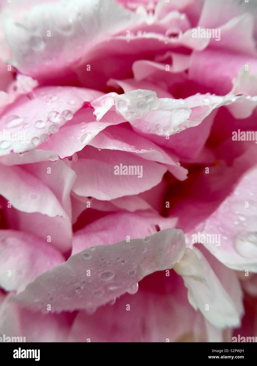 Pink peony petals with raindrops Stock Photo