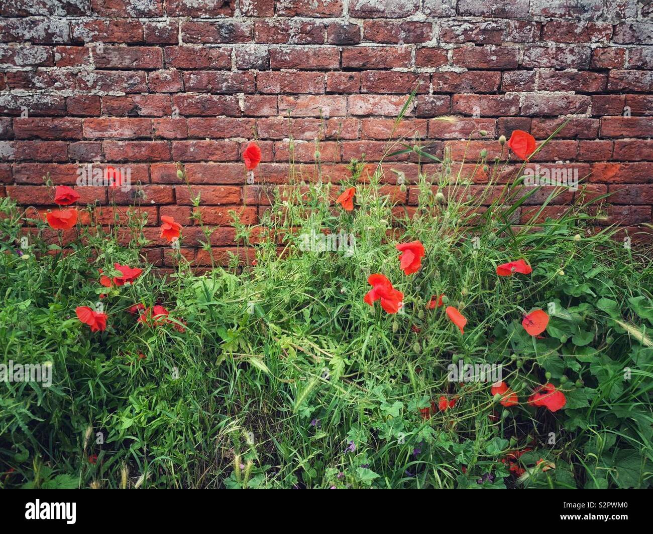 Poppies growing wild against a red brick wall Stock Photo
