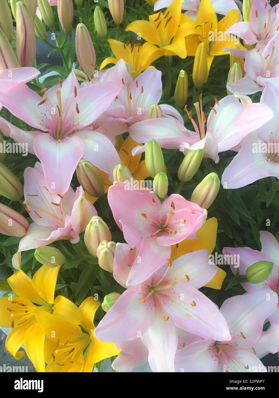 Close up of Blooming lilies - Smartphone Captured Stock Image