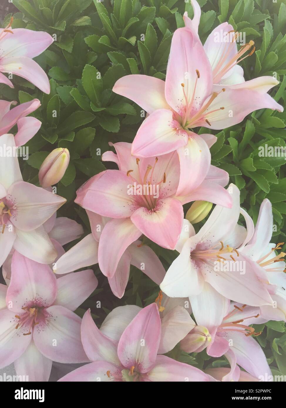 Close up of blooming pink lilies Stock Photo