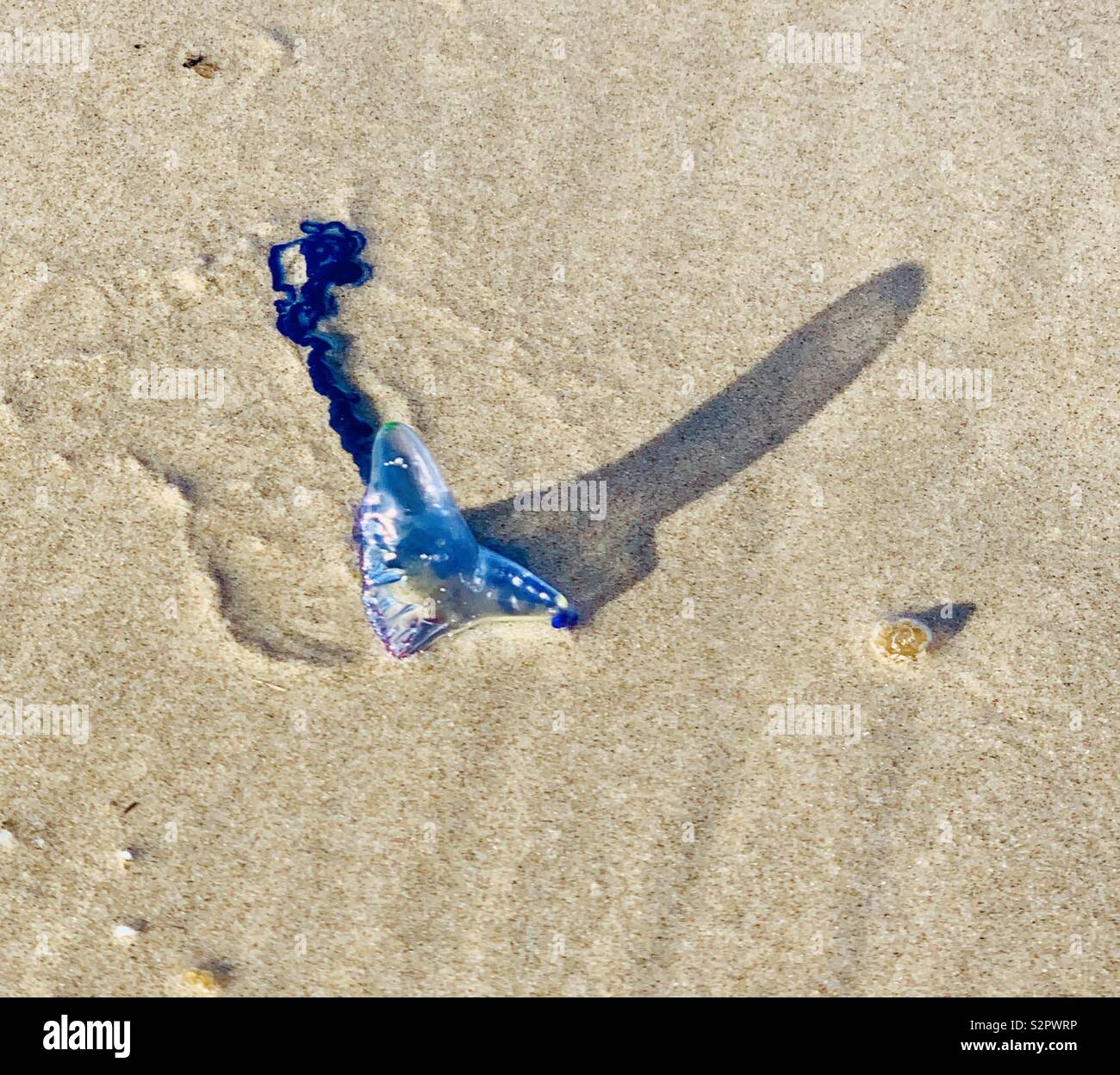 Bluebottle australia hi-res stock photography and images - Alamy