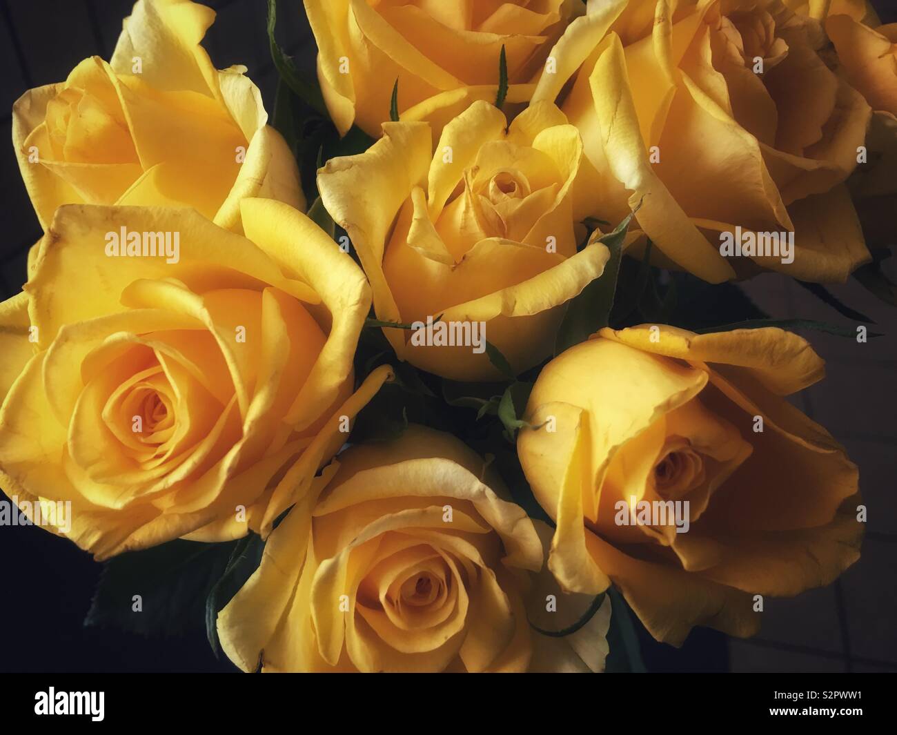 A bunch of faded yellow roses lit by window light. Stock Photo