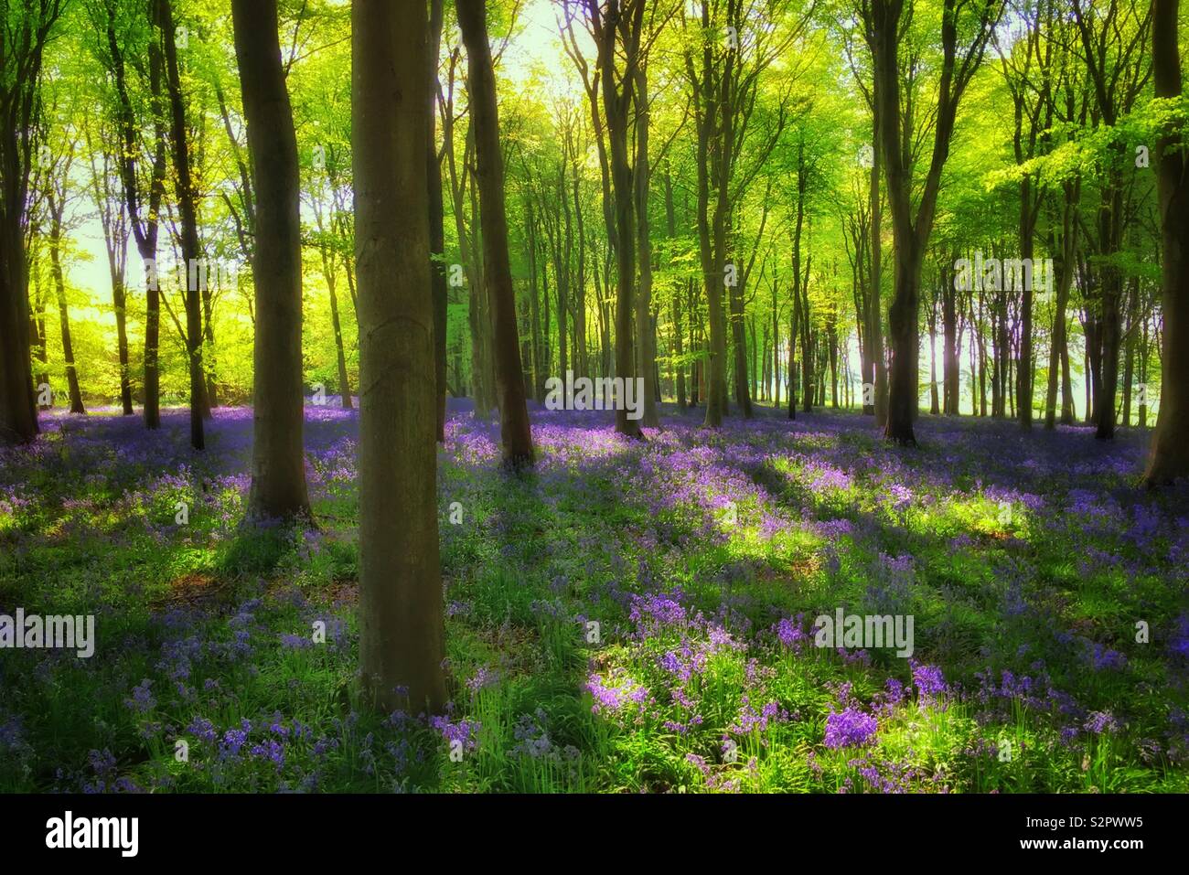 An atmospheric and feel good image of an British Woodland on Spring. The iconic Bluebell flowers (Hyacinthoides Non-Scripta) are in full bloom. Photo © COLIN HOSKINS. - Smartphone Captured Stock Image
