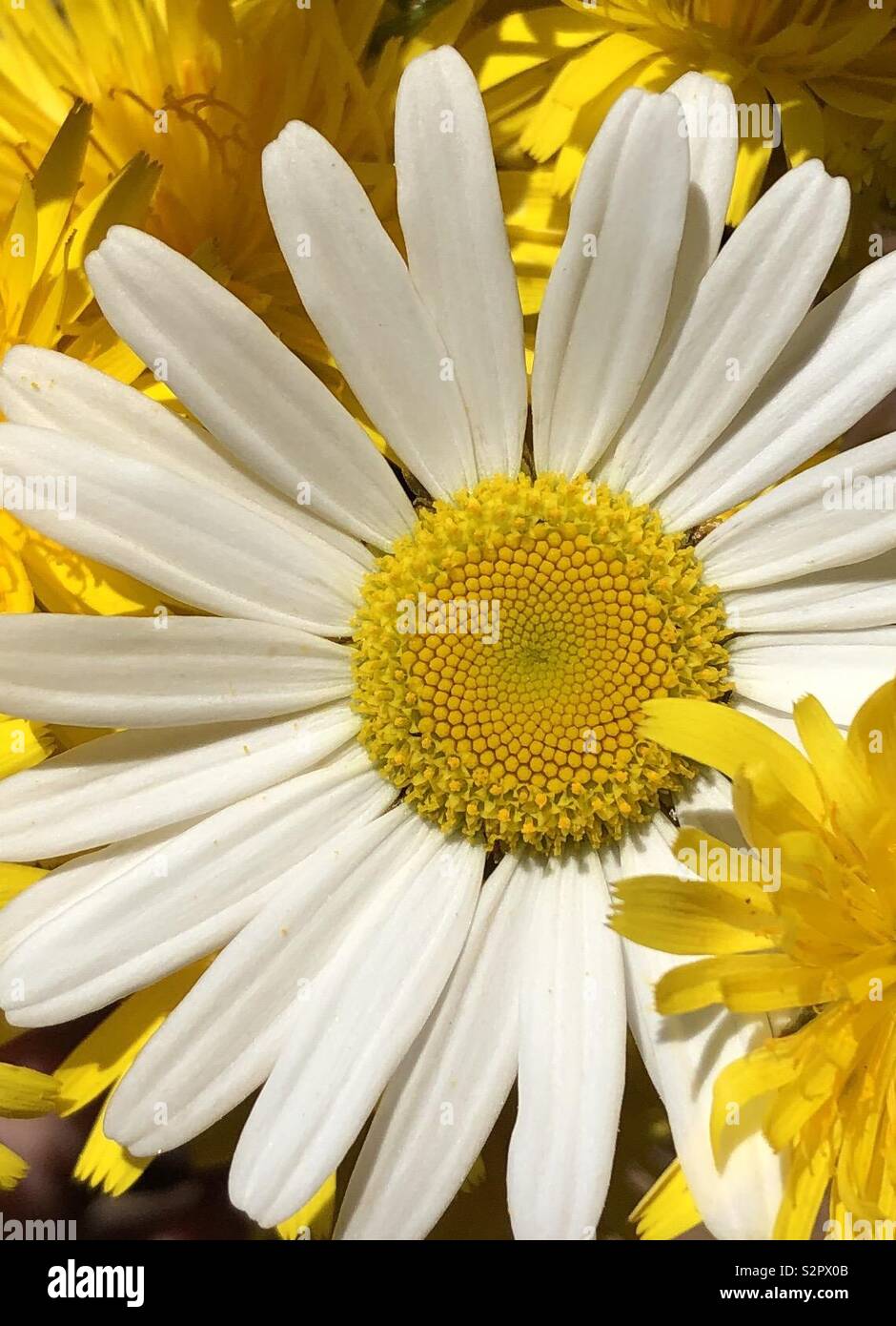 Lone daisy amidst beautiful dandelion weeds Stock Photo