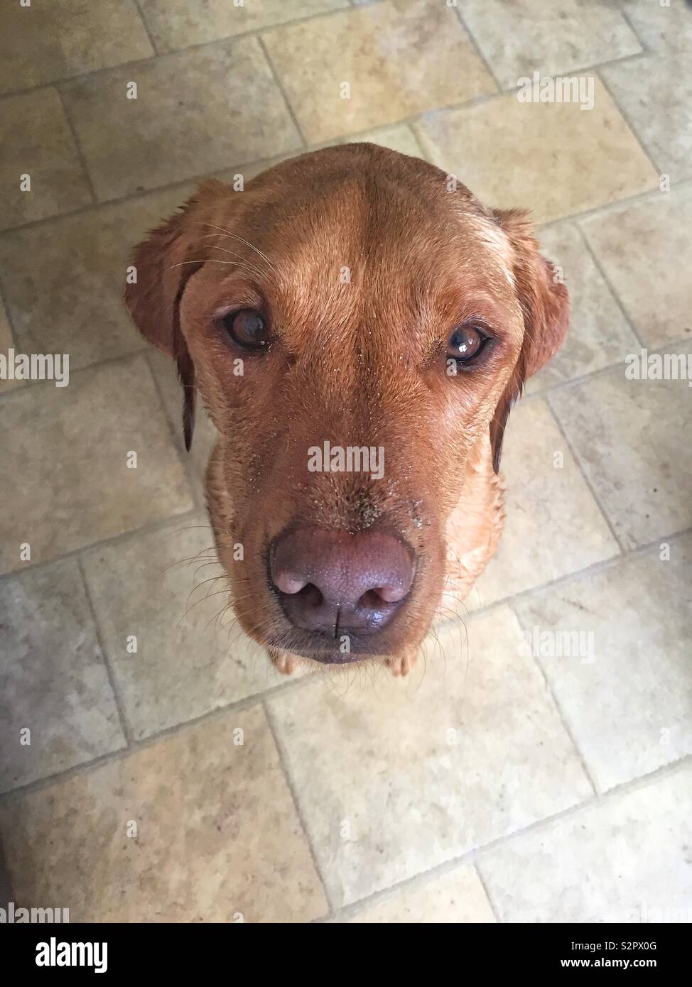 A pet Labrador retriever dog looking upwards to the camera whilst sitting and looking adorable and cute with copy space - Smartphone Captured Stock Image