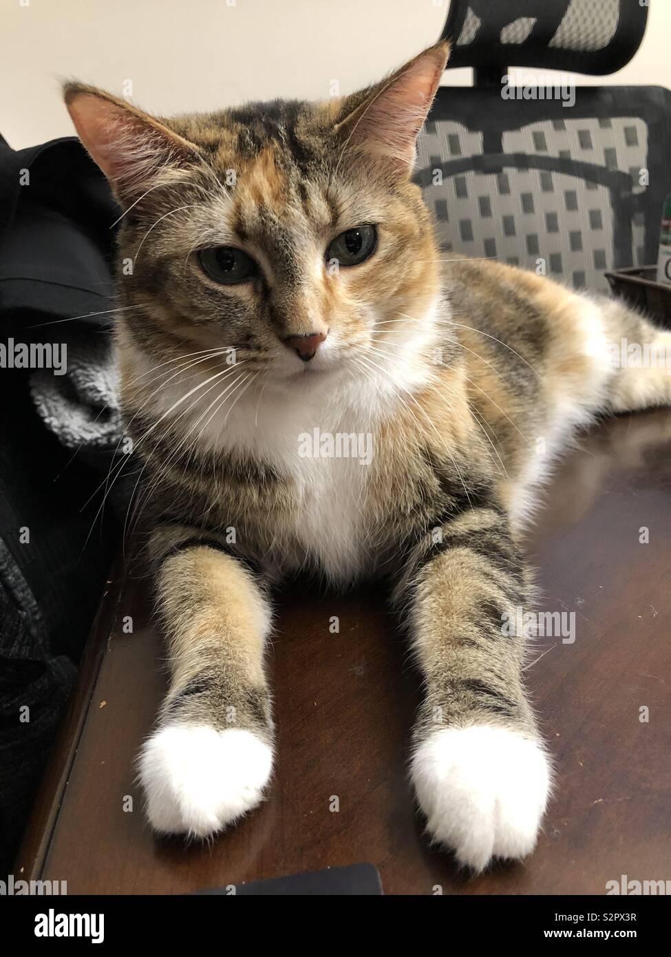 Orange tabby cat with white on sale paws